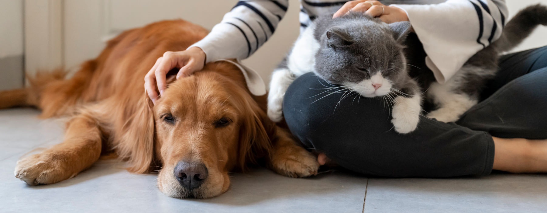 Person sitting with a cat and a dog 